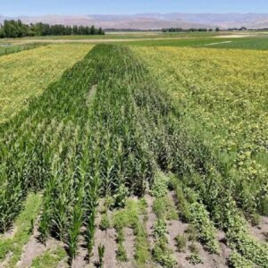 agrida hibeli fide destegiyle verimli bostan EVEhnOqO