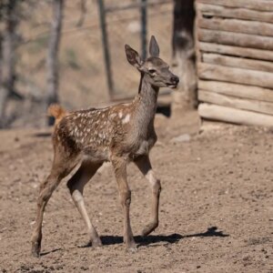 altinkoyde benek geyik yavrusu dogdu 5xT7trfs