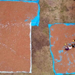 orduda findik hasadi ve imece usulu temizlik Ppq4sWKw