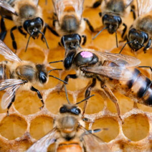 rizede ari felaketi au5ZrUfc