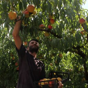 samsunda hasat zamani kilosu 80 liradan basliyor NObqg1pC