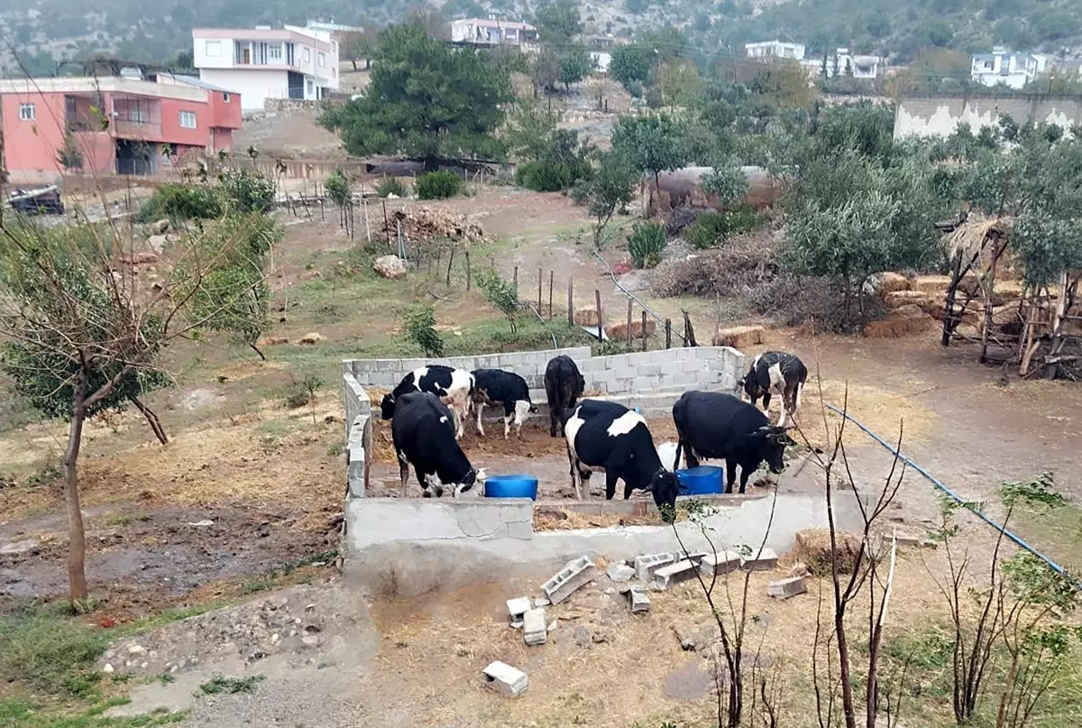 adanada dolandiricilik 7 buyukbas hayvani satmaya calistilar rjbfagSz