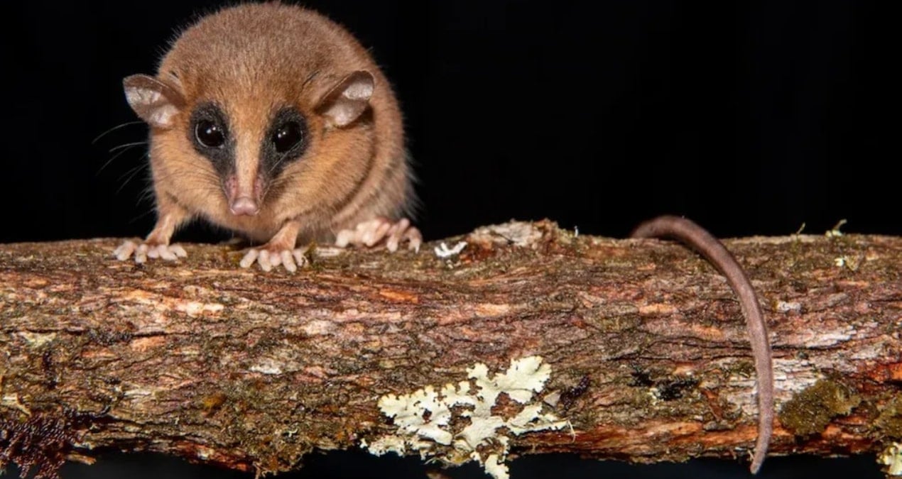 bulut ormaninda gizemli bir canli kesfedildi brBUsOmq