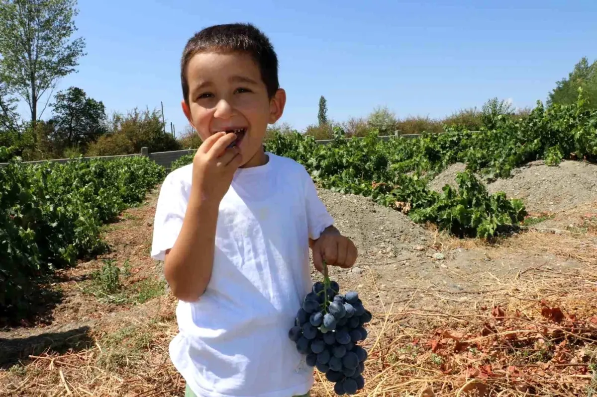 cimin uzumunun faydalari ve hasadi ylBzfrBf