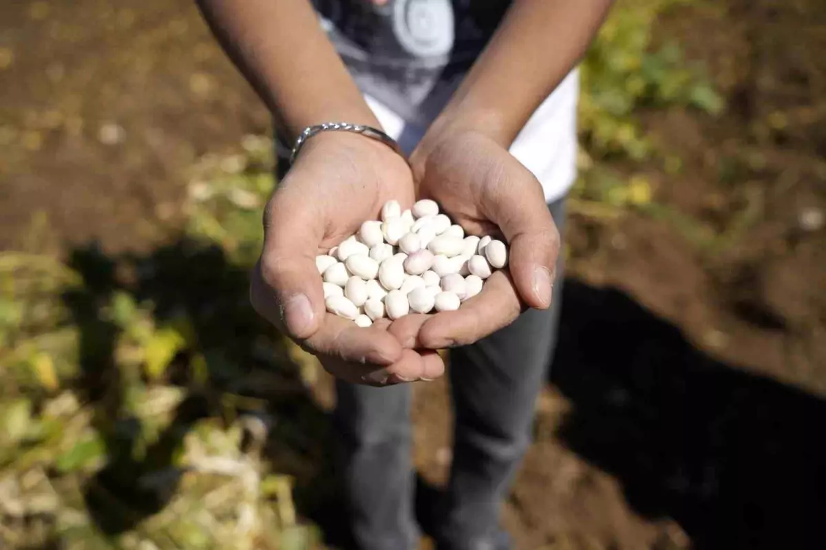 kelkit seker fasulyesi hasadi basladi G85EvYZz