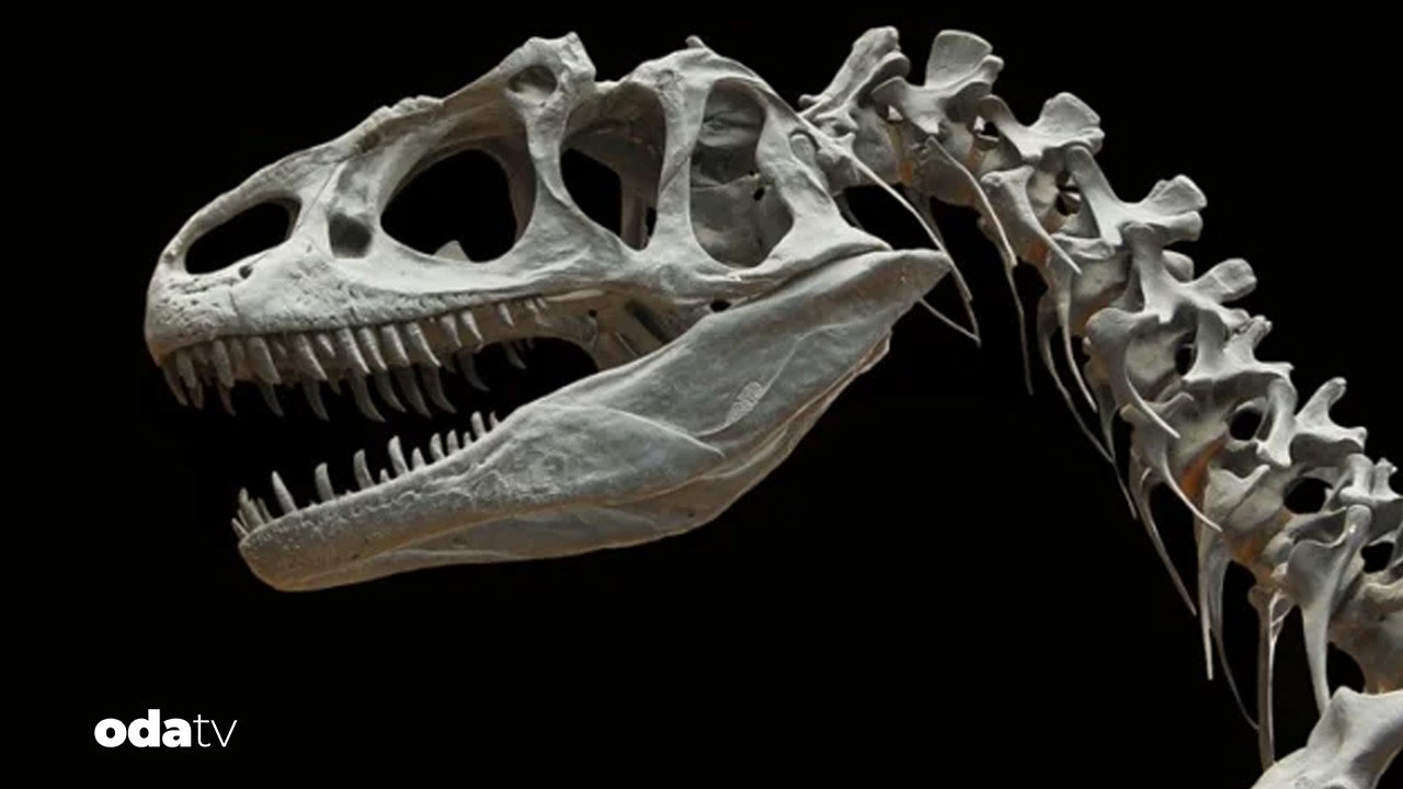 patagonyada dinozor avcisi timsah fosili bulundu fAiI9J21