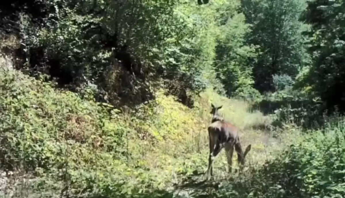 yedigollerde kizilgeyik goruntulendi c5vEaTA8