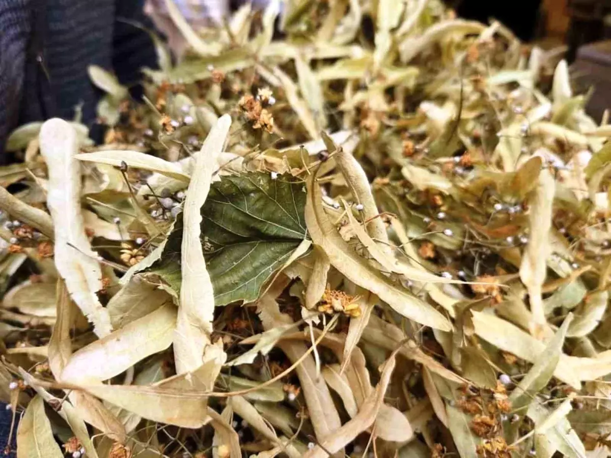 ihlamur kis aylarinin vazgecilmezi kilosu 1500 tl CSkpQLcR