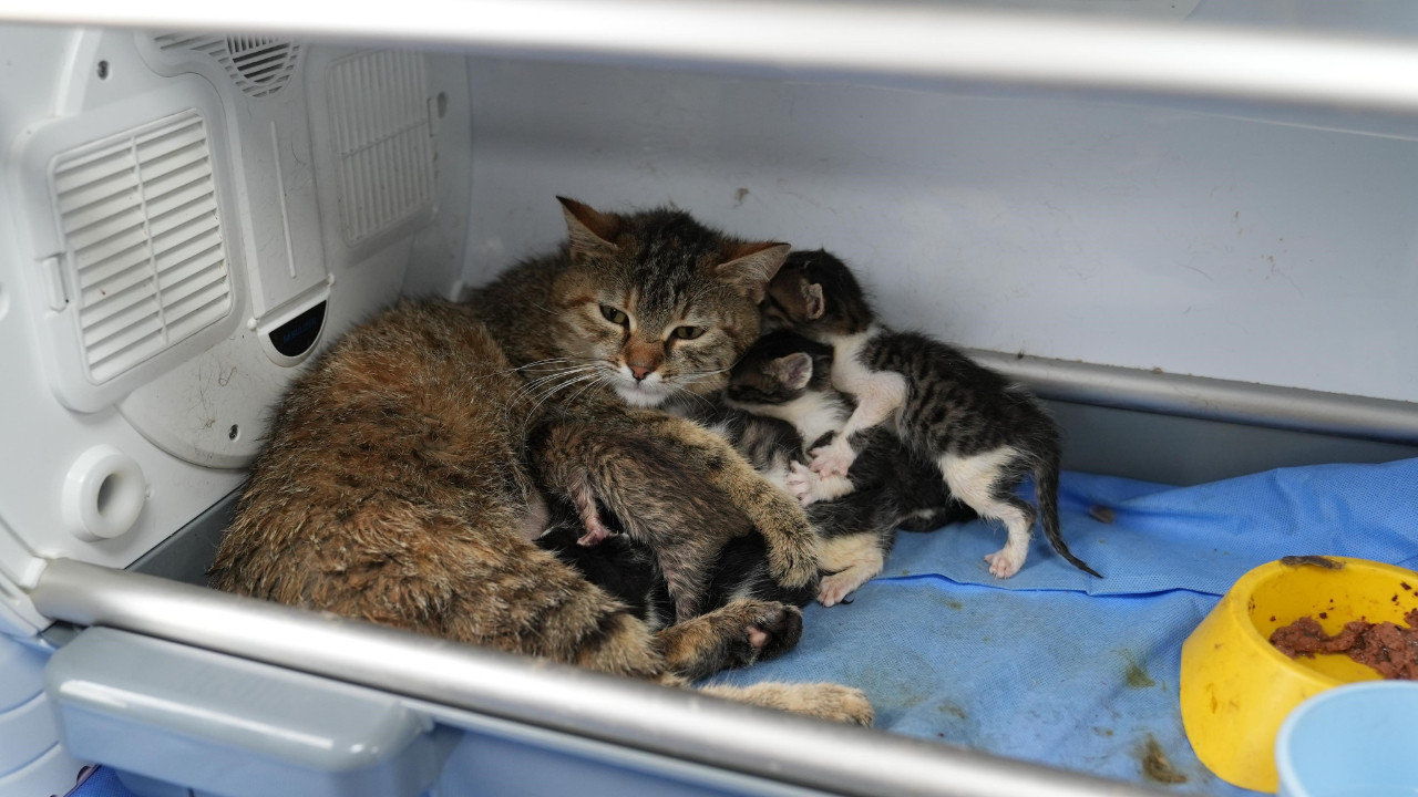 Fedakar Anne Kedi, Üç Yetim Yavruya Sahip Çıktı